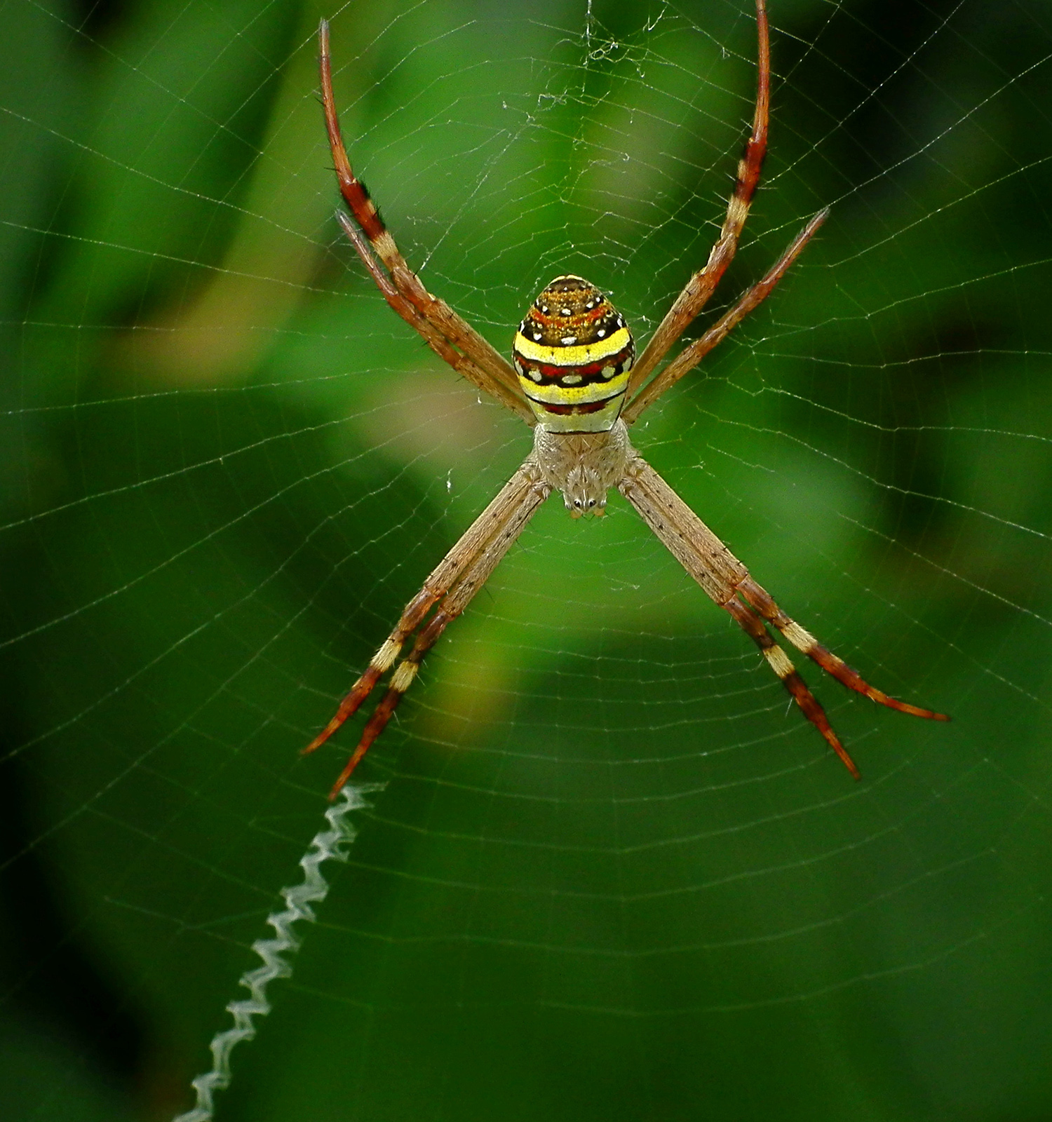 St Andrew's Cross female spider. Photo credit: James Niland via Foter.com / CC BY