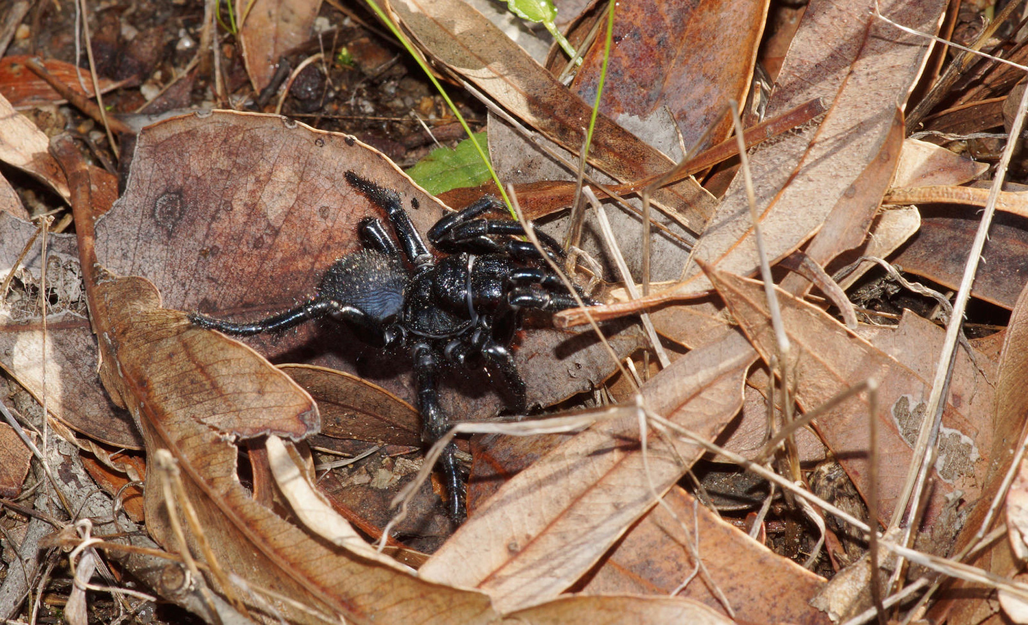 Female mouse spider. Photo credit: ron_n_beths pics via Foter.com / CC BY-NC