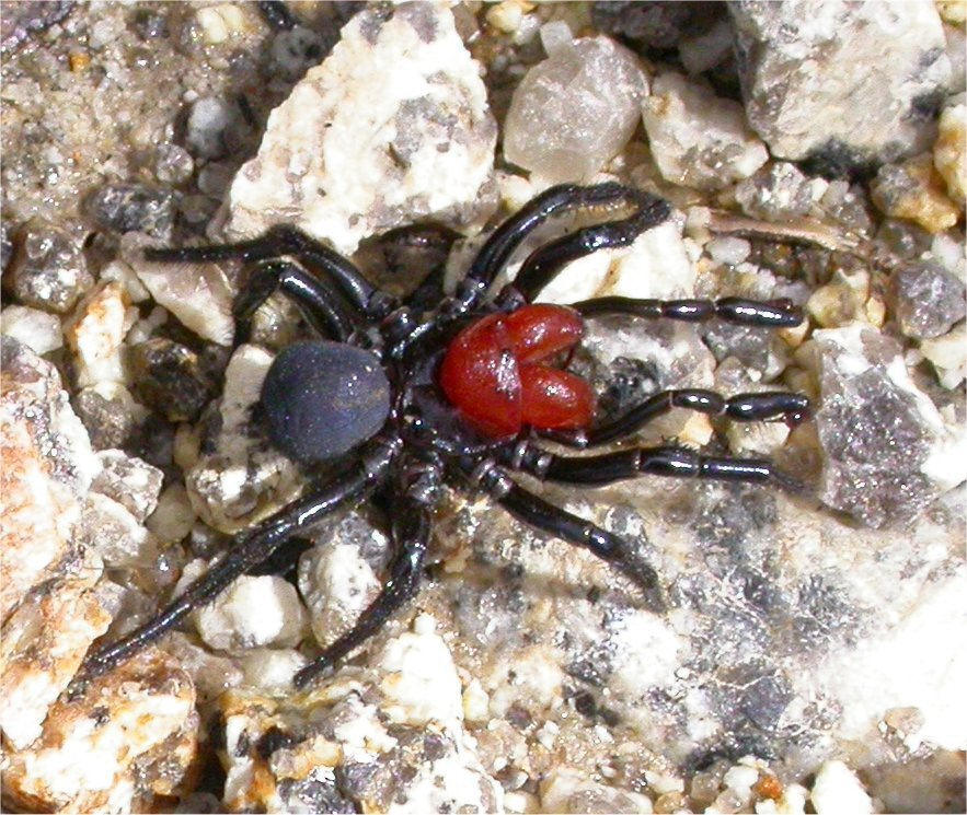 Male mouse spider. Photo credit: Friends of Chiltern Mt Pilot National Park via Foter.com / CC BY-NC-SA