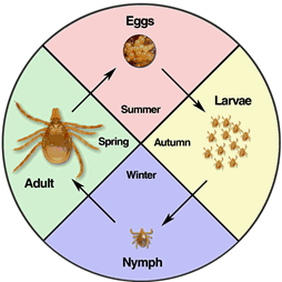 Tick life cycle (S.L. Doggett, Department of Medical Entomology, Westmead Hospital) as described above