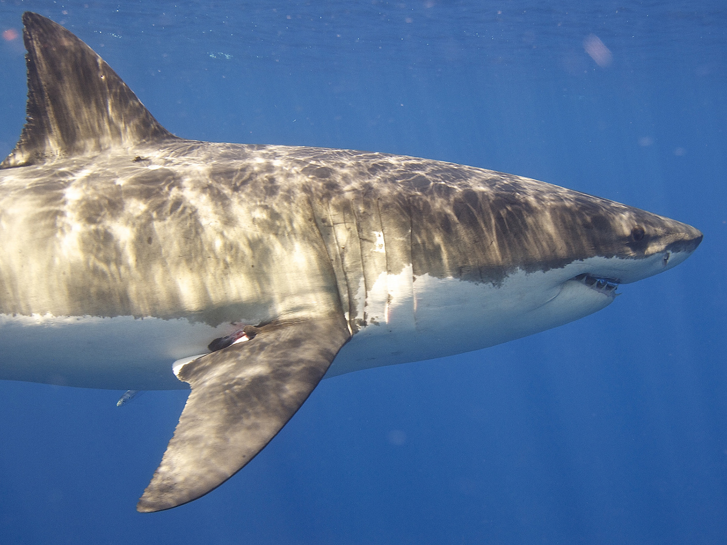Great White Shark. Photo credit: Elias Levy via Foter.com / CC BY