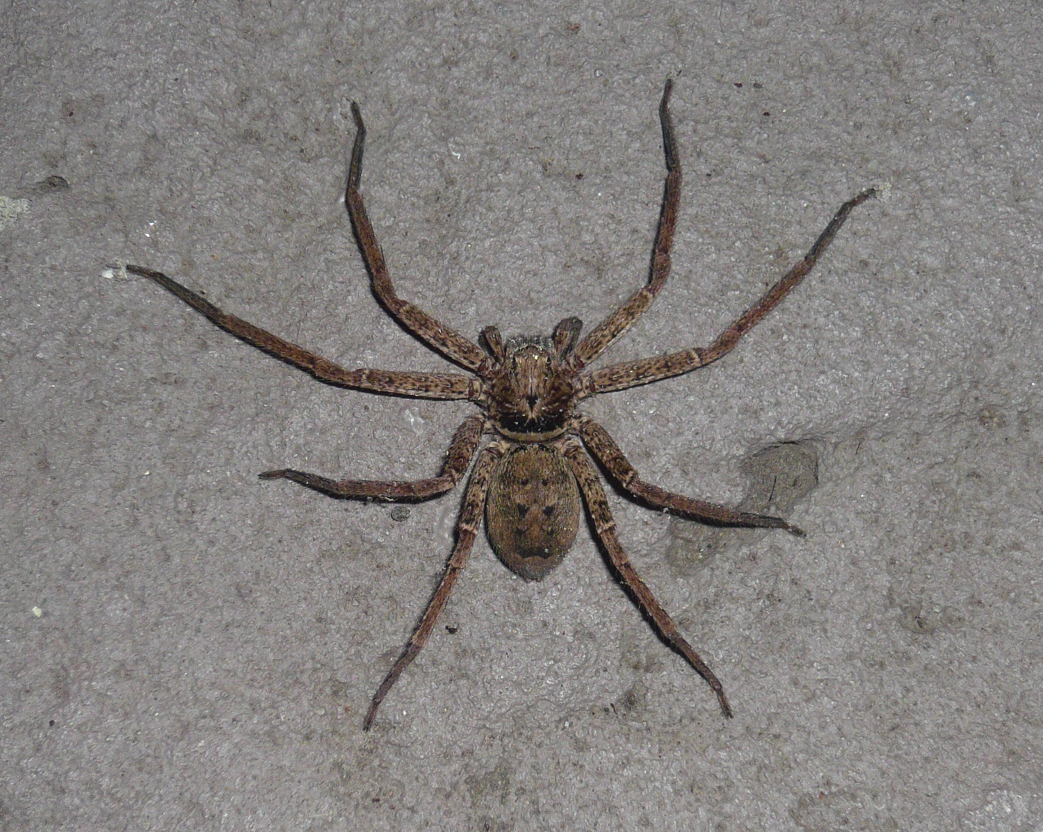 Huntsman spider. Photo credit: eliotc via Foter.com / CC BY-NC