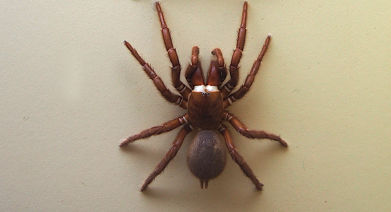 Female funnel web spider. Photo credit: Sputniktilt  via commons.wikimedia.org / CC BY-SA 3.0