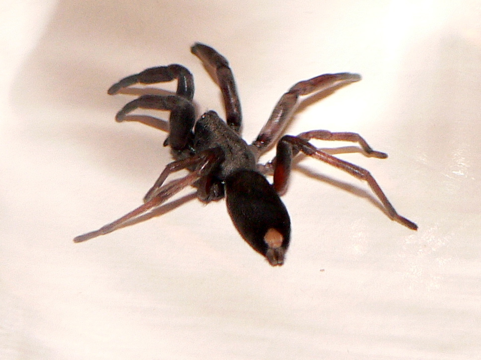 White tail spider. Photo credit: No Middle Name via Foter.com / CC BY-NC-SA
